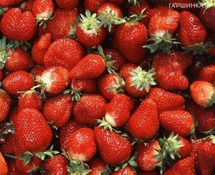 Земляника Али-Баба ремонтантная