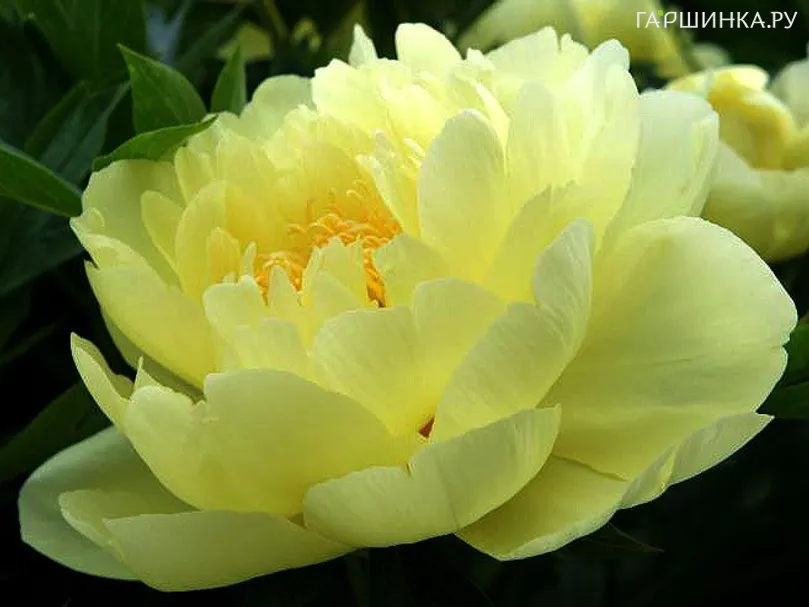 Пион Yellow