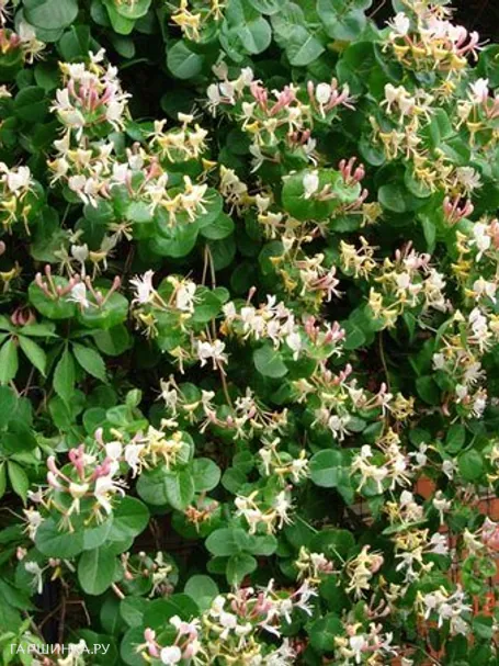 Жимолость каприфоль