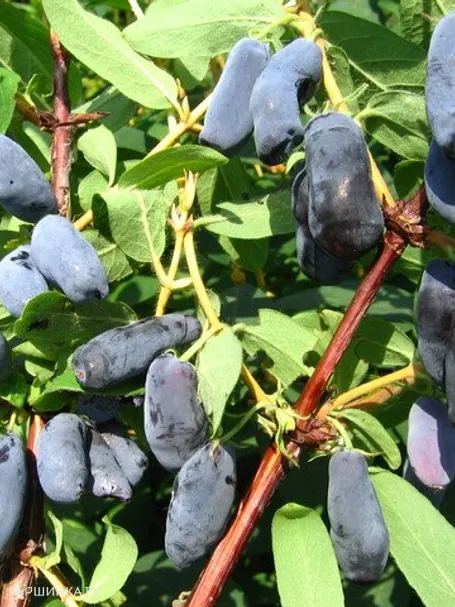 Жимолость Успех