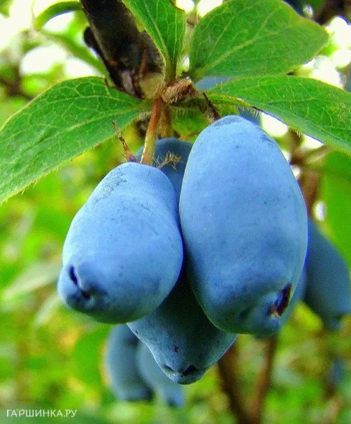 Жимолость Волшебница