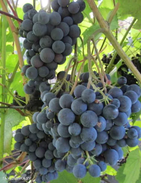 Виноград Журавлик
