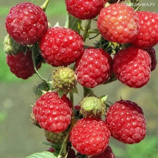 Малина Зоренька Алтая красная