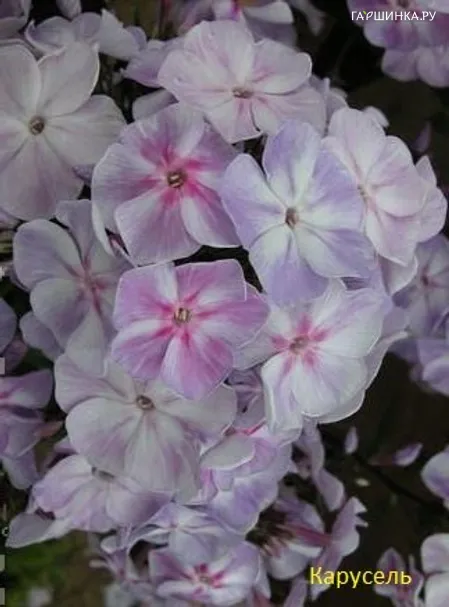 Флокс Карусель