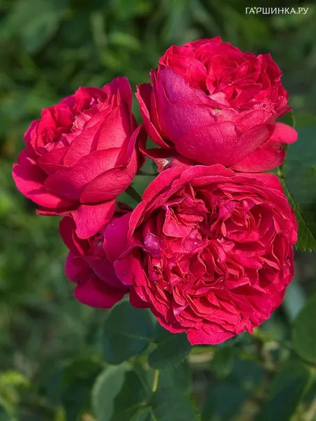 Роза Эрик Таберли плетистая, Топалович (лиц)