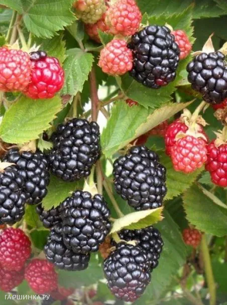 Ежевика Трипл Краун