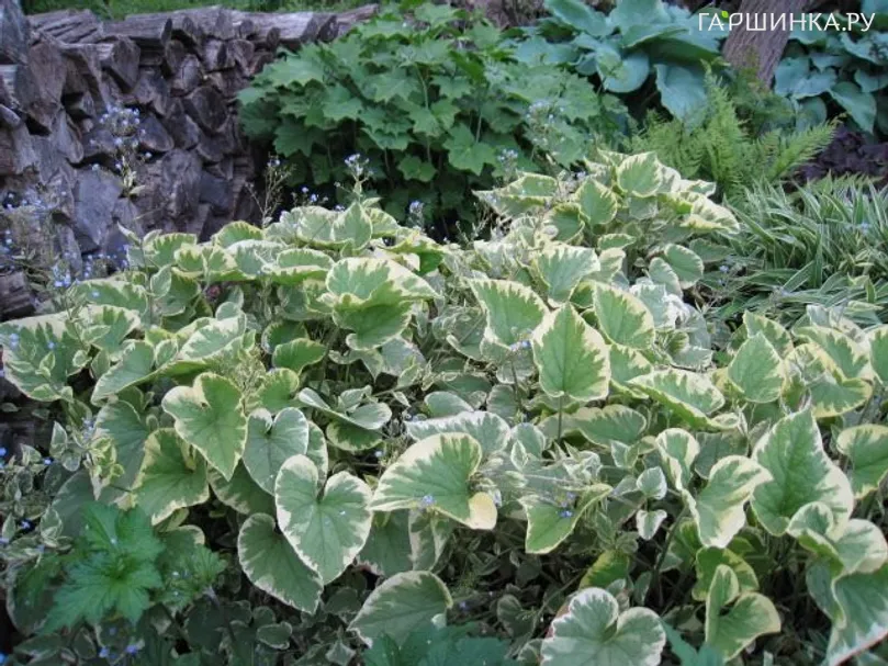 Бруннера Хадспен Крим