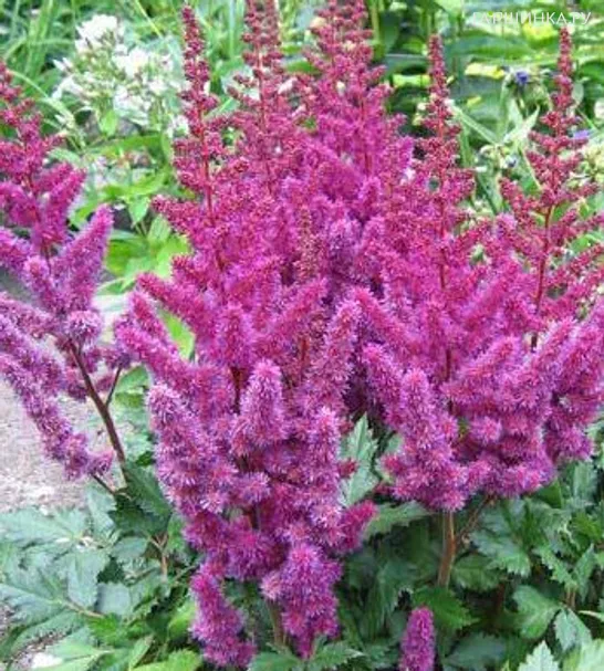 Астильба китайская Пумила