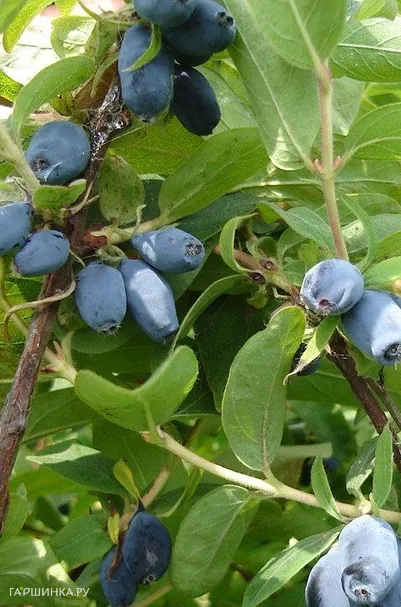 Жимолость Сибирячка