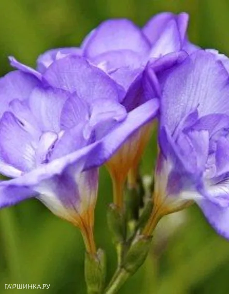 Фрезия махровая Дабл Блю 10шт.