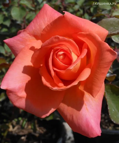 Роза Амбассадор чайно-гибридная, Imperial Rose