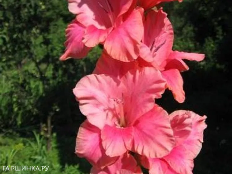 Гладиолус Россия