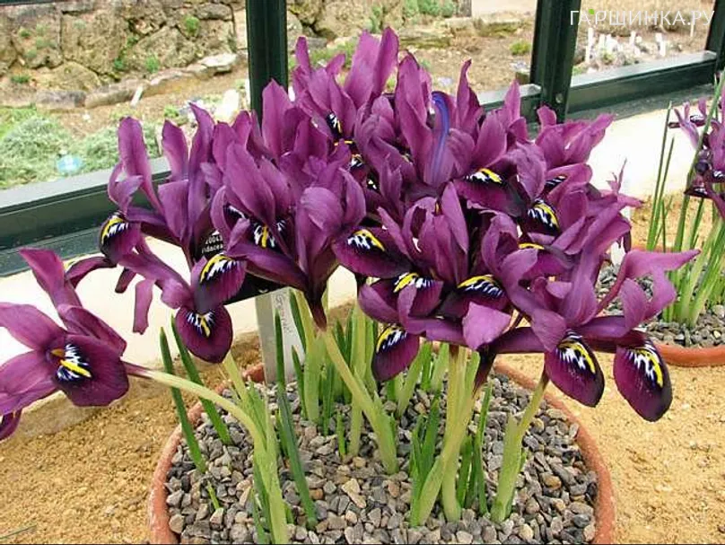 Ирис Пурпл Джем сетчатый 10 шт