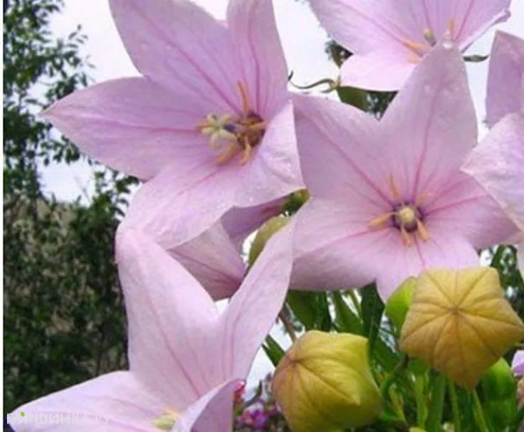 Платикодон крупноцветковый Шелл Пинк