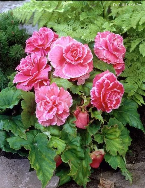 Бегония Пикоти Лейс Пинк 1шт.