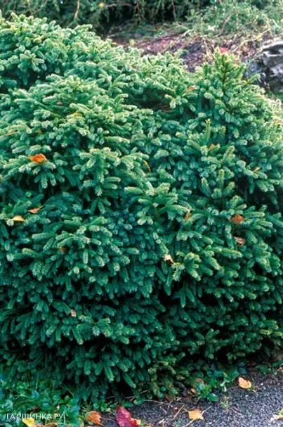 Ель сербская Карел