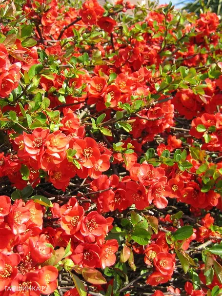 Айва Файр Данс