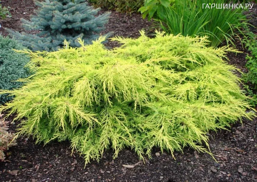 Можжевельник средний Голд Стар