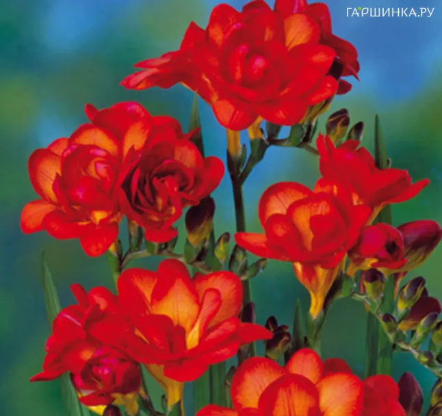 Фрезия махровая Дабл Ред 10шт.