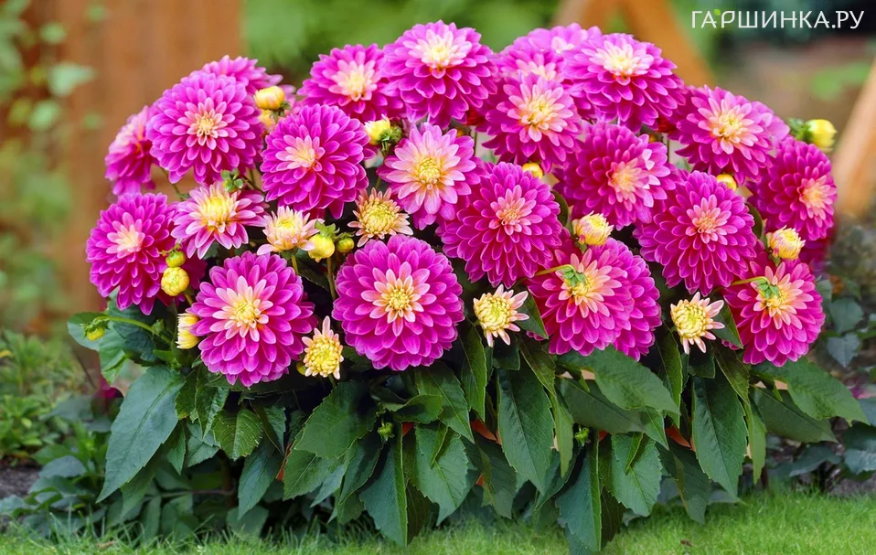 Георгина Геллери Рембрандт бордюрная