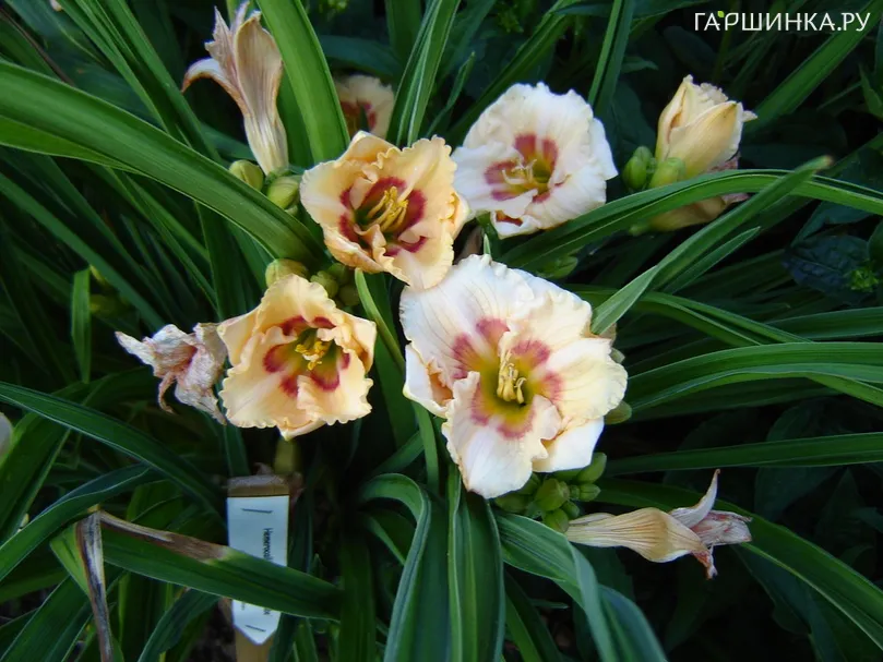 Лилейник Ол Американ Бэйби