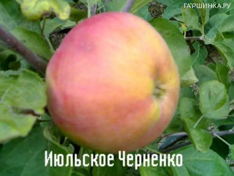 Яблоня Июльское Черненко