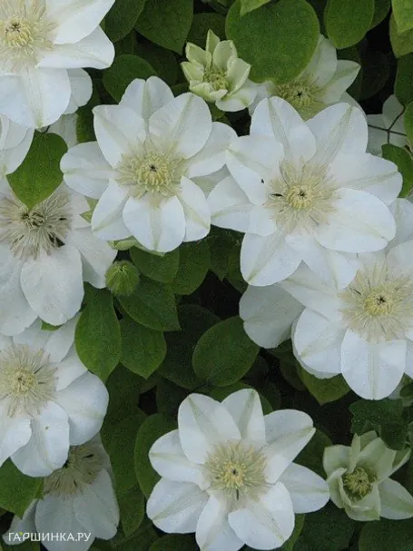 Клематис Джернси Крим крупноцветковый (2)