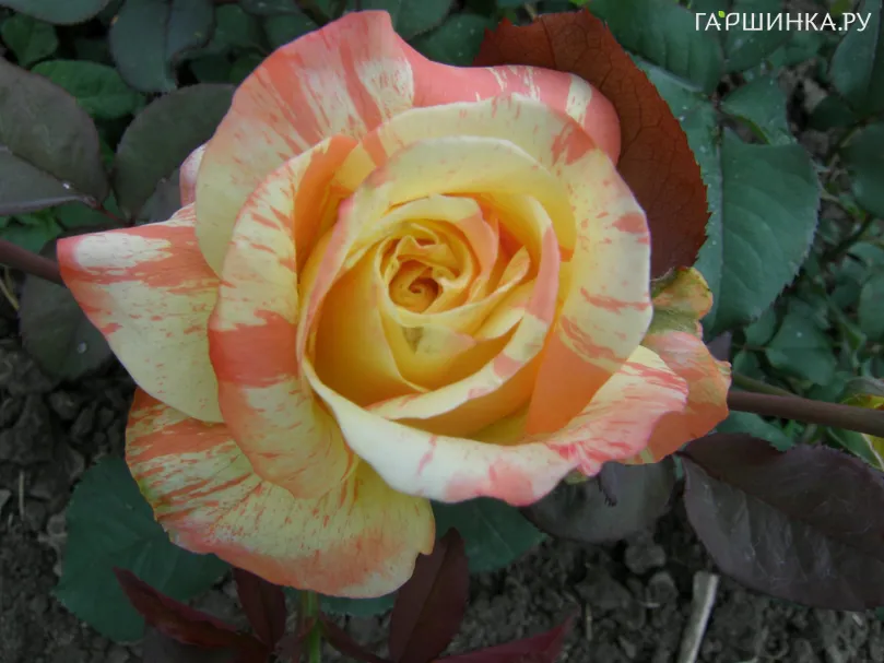 Роза Марвел чайно-гибридная, Imperial Rose