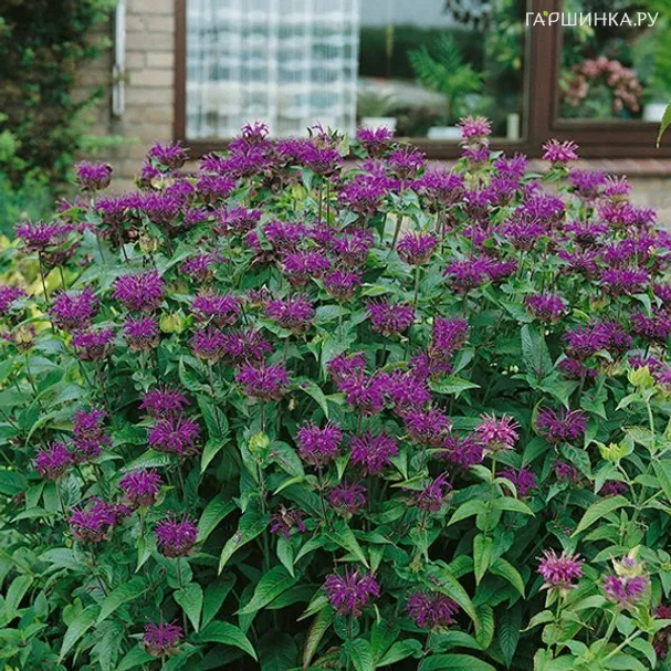 Монарда Скорпион