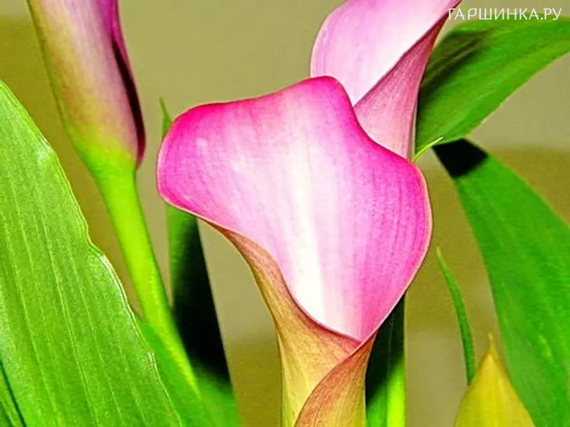 Калла Парфайт