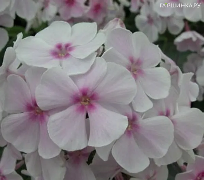 Флокс Атлант