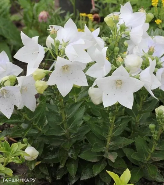 Платикодон крупноцветковый Фуджи Вайт