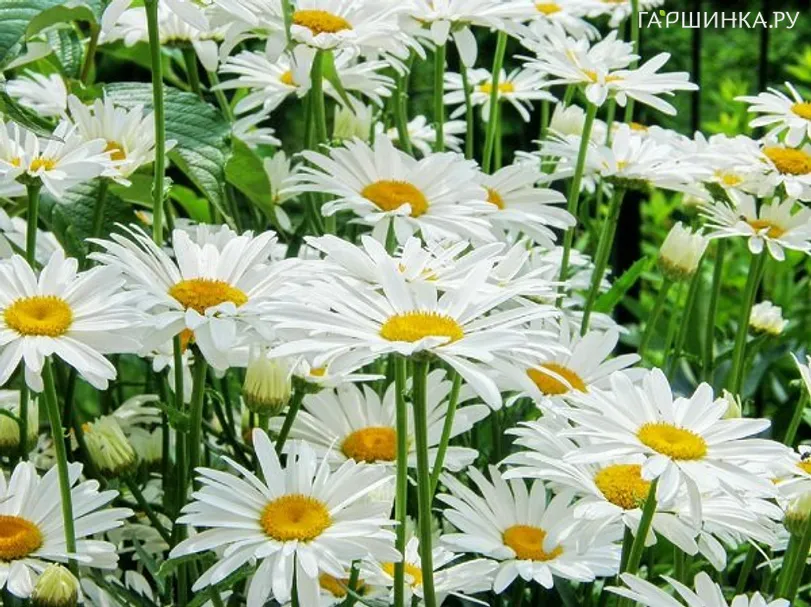 Ромашка (Нивяник) Аляска