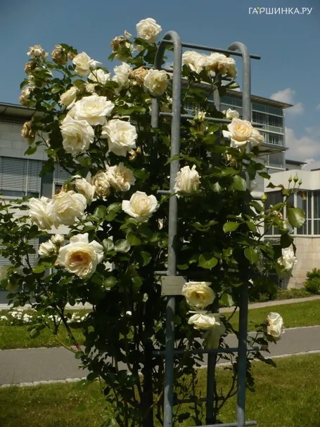 Роза Сноу Дэнс плетистая, Imperial Rose