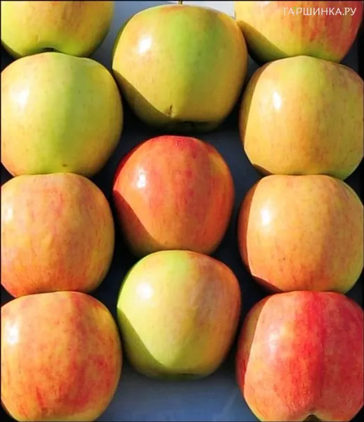 Яблоня Старт