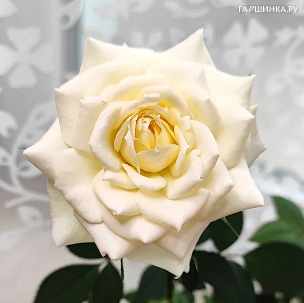 Роза Аляска