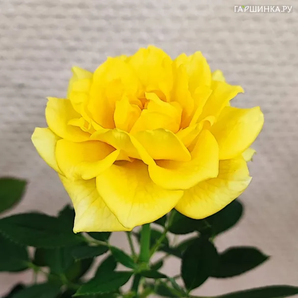 Роза Голден Алоха