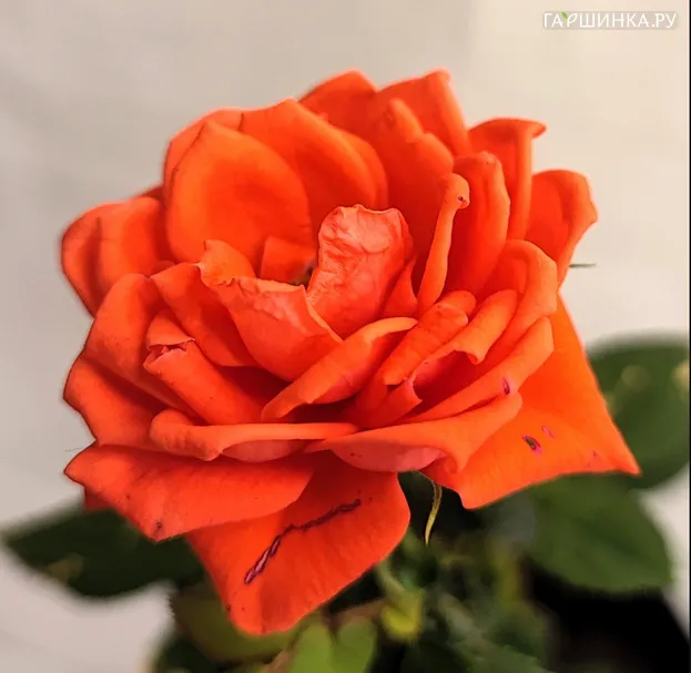 Роза Калибра