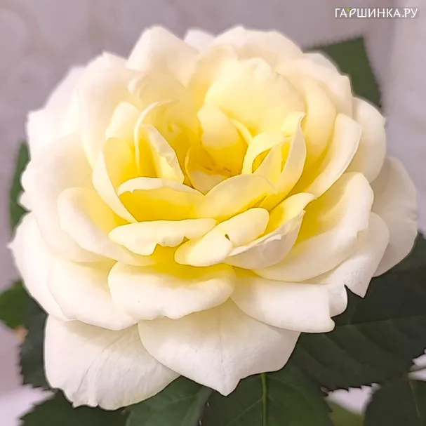 Роза Белами