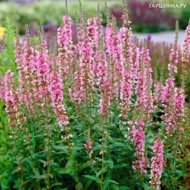 Дербенник иволистный