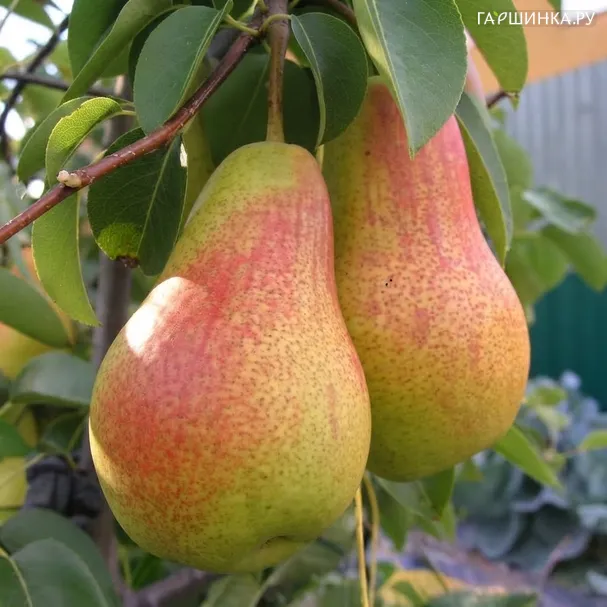 Груша Нарт (Шейх Нарт) крупная сочная раннезимняя