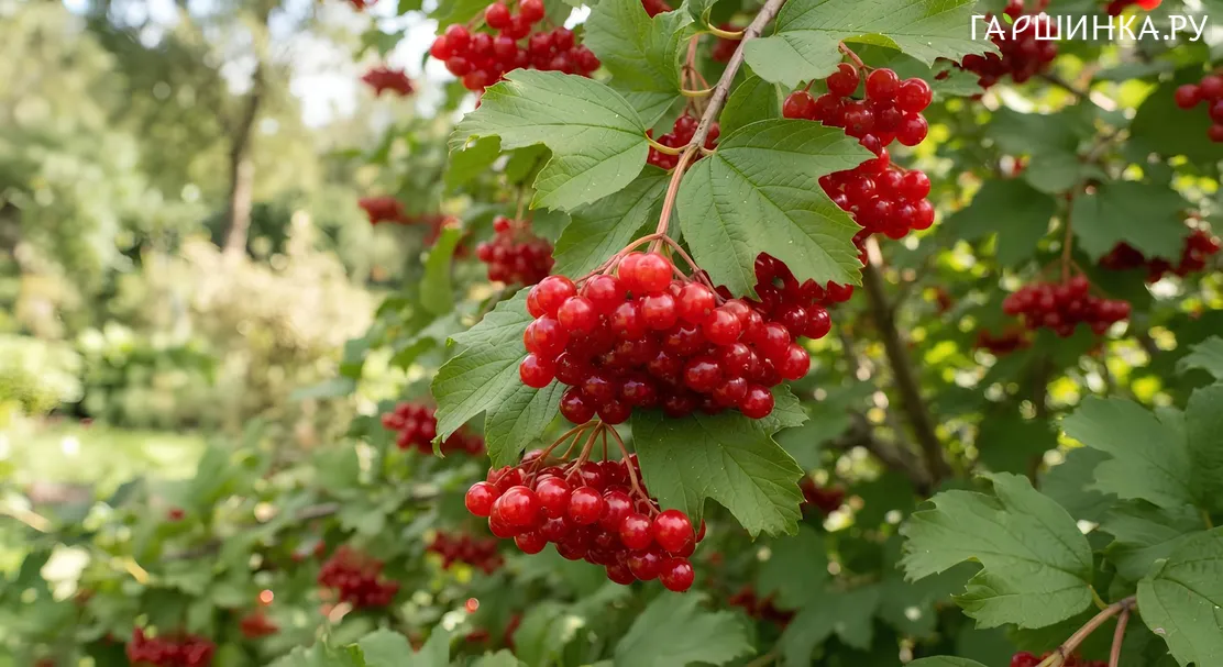 Калина Красный коралл