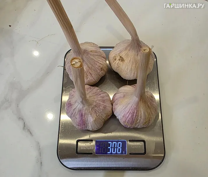 Чеснок озимый сорт Агат