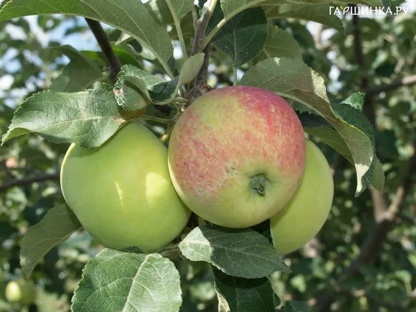 Яблоня Воргуль Воронежский