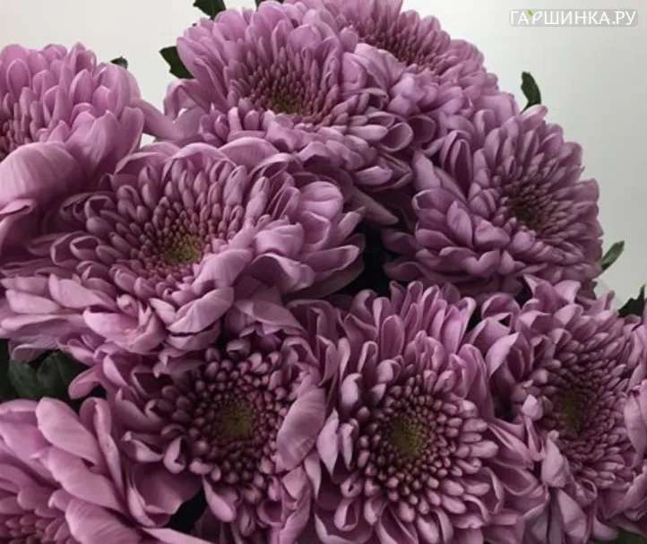 Хризантема Ксения