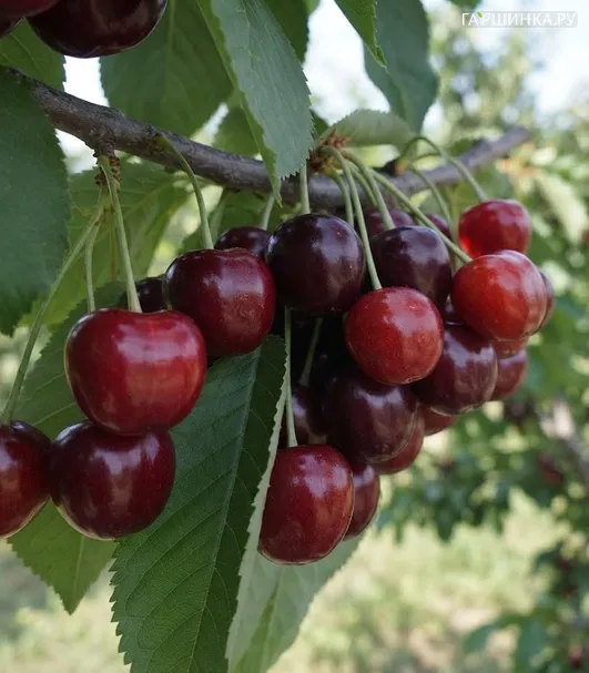 Вишня Гирлянда урожайная крупная самоплодная