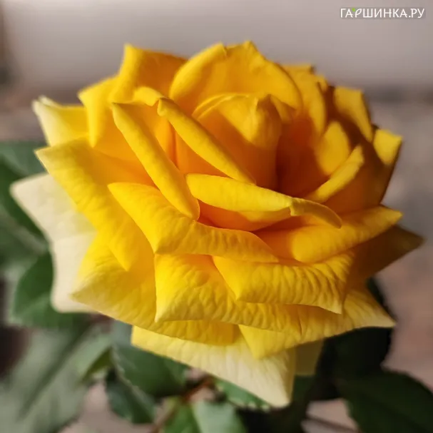Роза Санстар