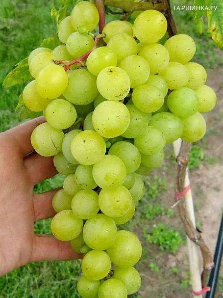 Виноград Фрумоаса албе