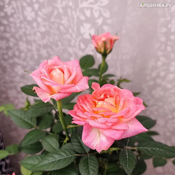 Роза Фейм
