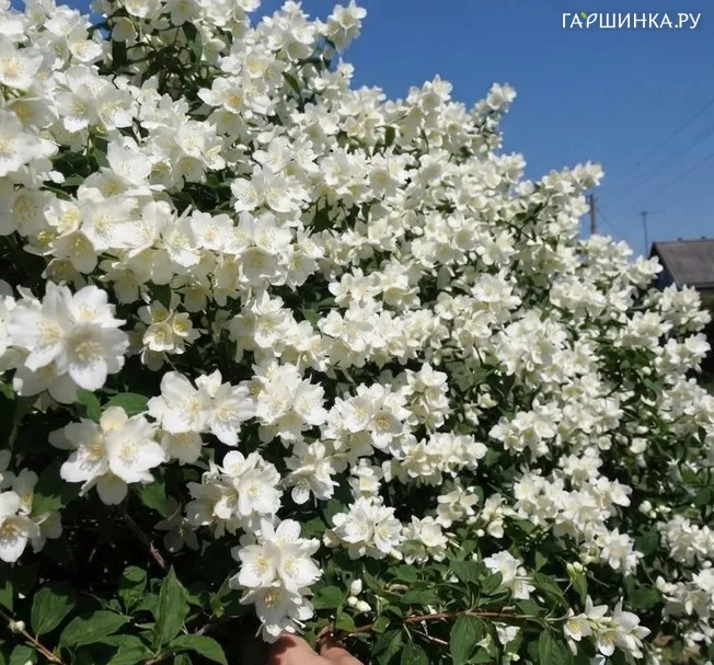 Чубушник (жасмин садовый) Снежная Лавина